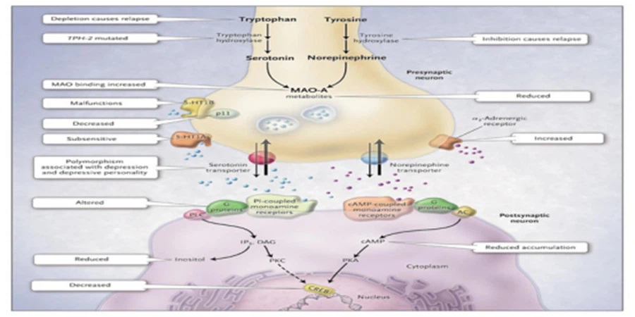 tianeptine sodium mechanism tianeptine sodium mechanism