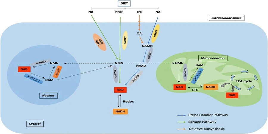 NRC3
