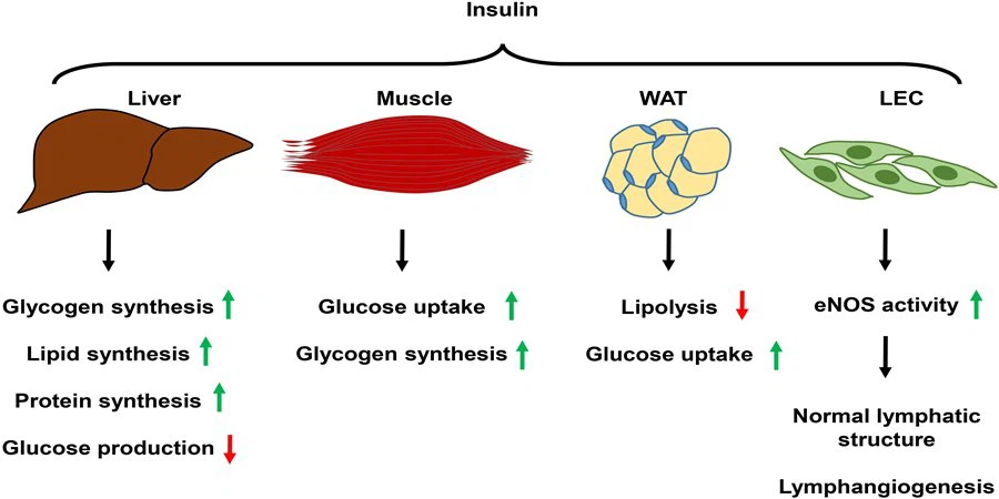 Linagliptin Powder3
