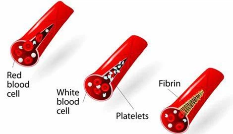 Benefits of fucoidan supplements2 Benefits of fucoidan supplements2