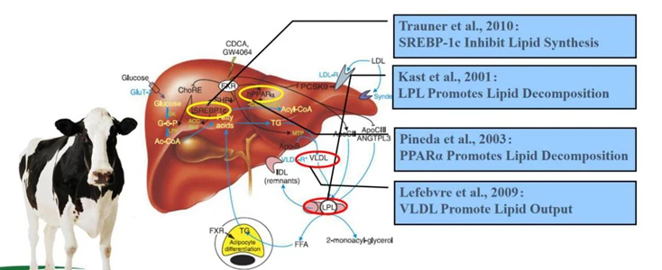 liver function