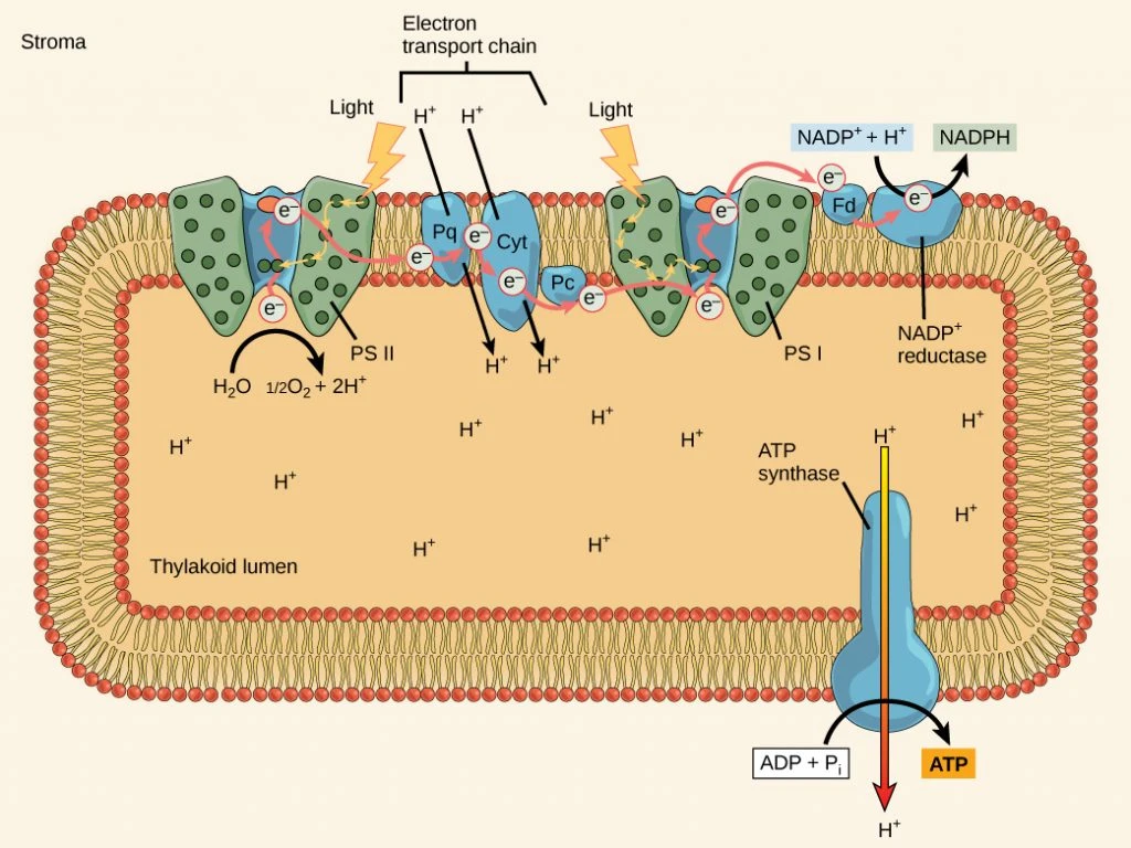 NADP Reduced In Photosynthesis