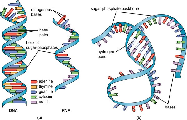 OSCMicrobio1003RNAStruct2 OSCMicrobio1003RNAStruct2