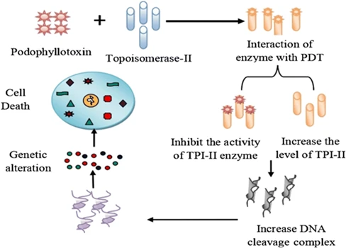 Podophyllotoxin Mechanism Of Action