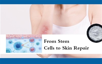 از سلول های بنیادی تا ترمیم پوست