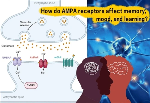 چگونه گیرنده های AMPA بر حافظه، خلق و خو و یادگیری تأثیر می گذارند